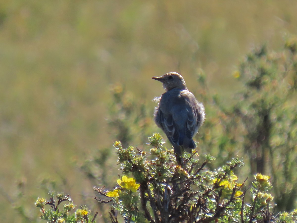 Mountain Bluebird - ML623204267