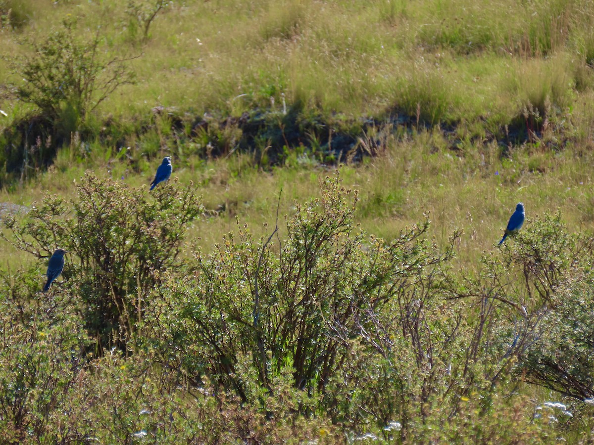 Mountain Bluebird - ML623204268
