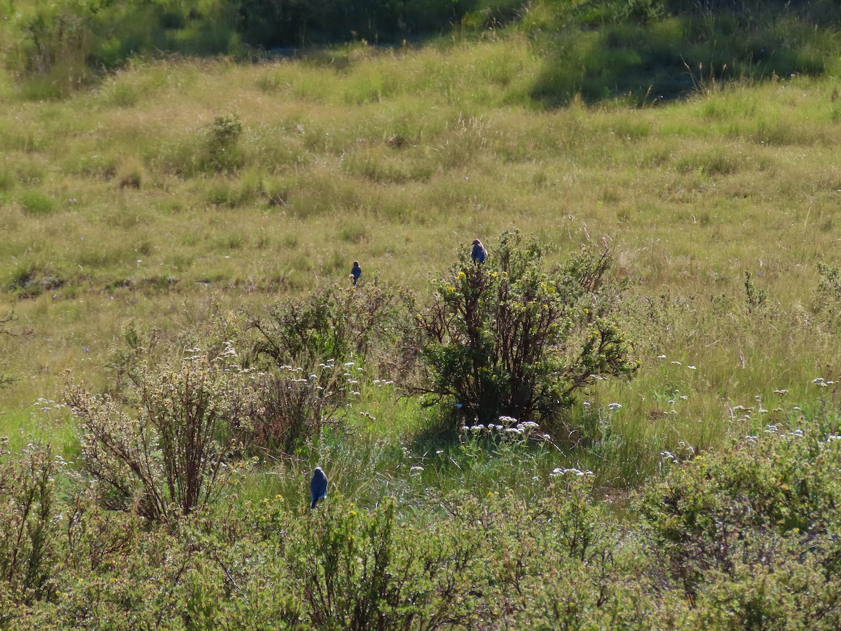 Mountain Bluebird - ML623204272