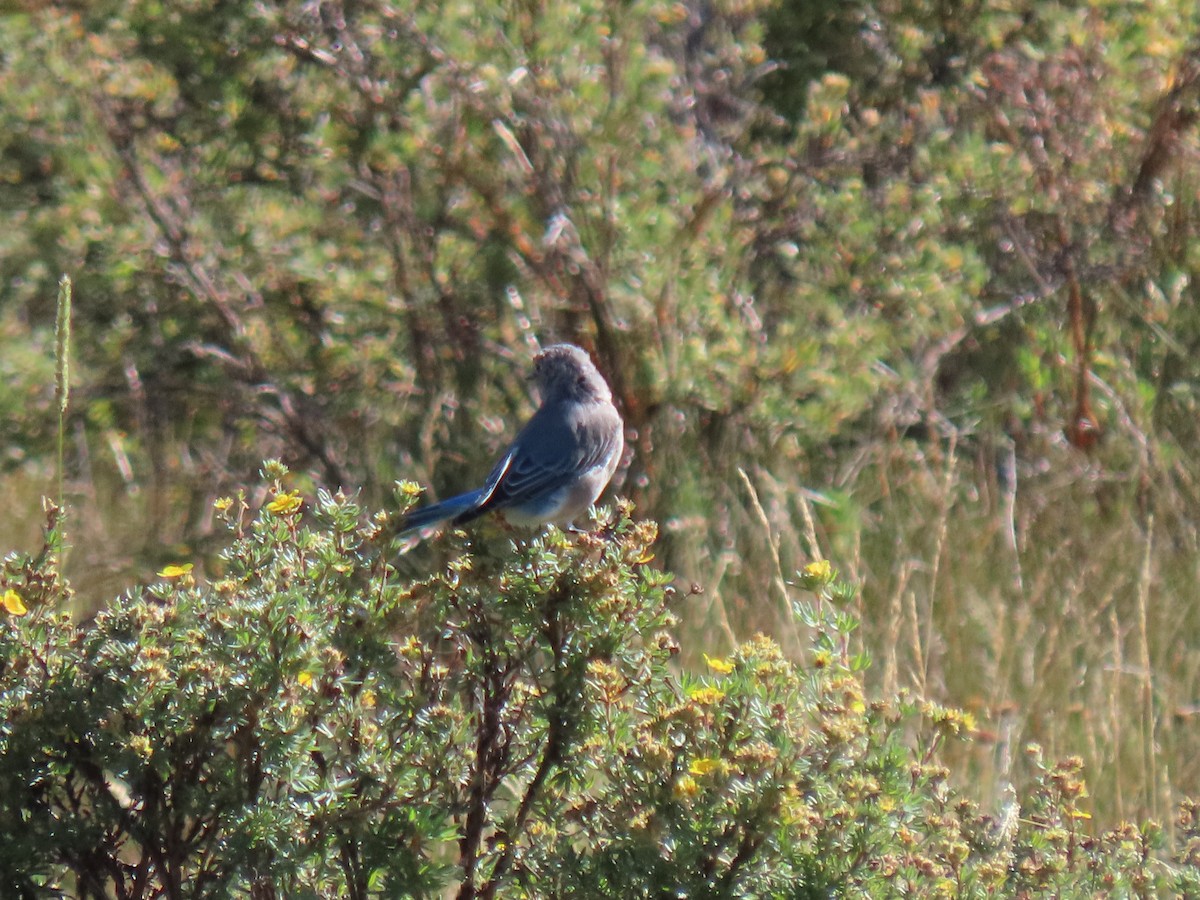 Mountain Bluebird - ML623204274
