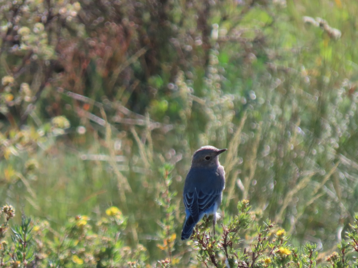 Mountain Bluebird - ML623204275