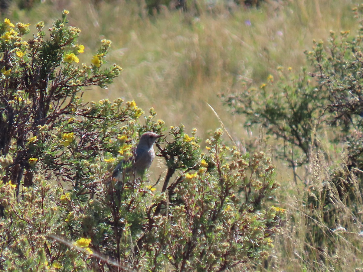 Mountain Bluebird - ML623204276