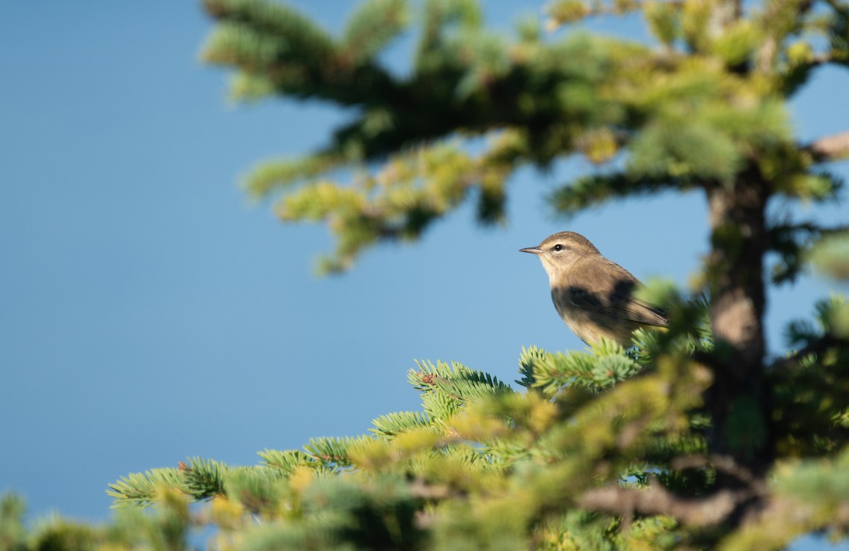 Palm Warbler - ML623204301