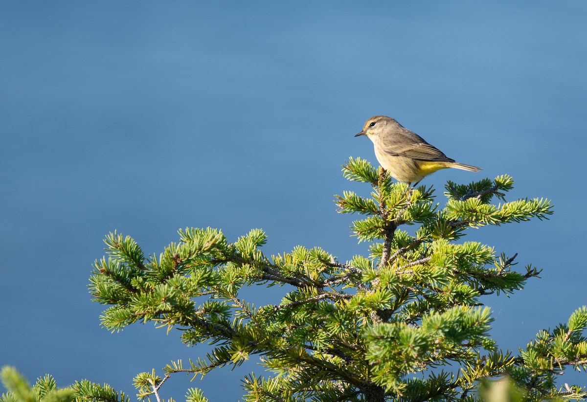 Palm Warbler - ML623204302