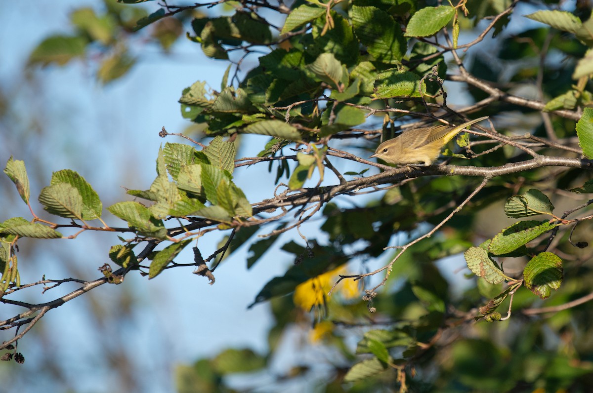 Palm Warbler - ML623204303