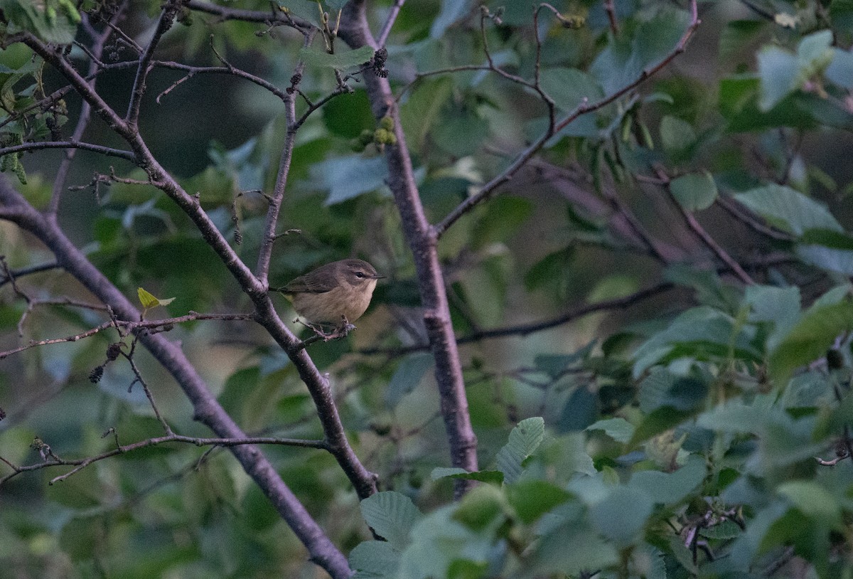 Palm Warbler - ML623204305