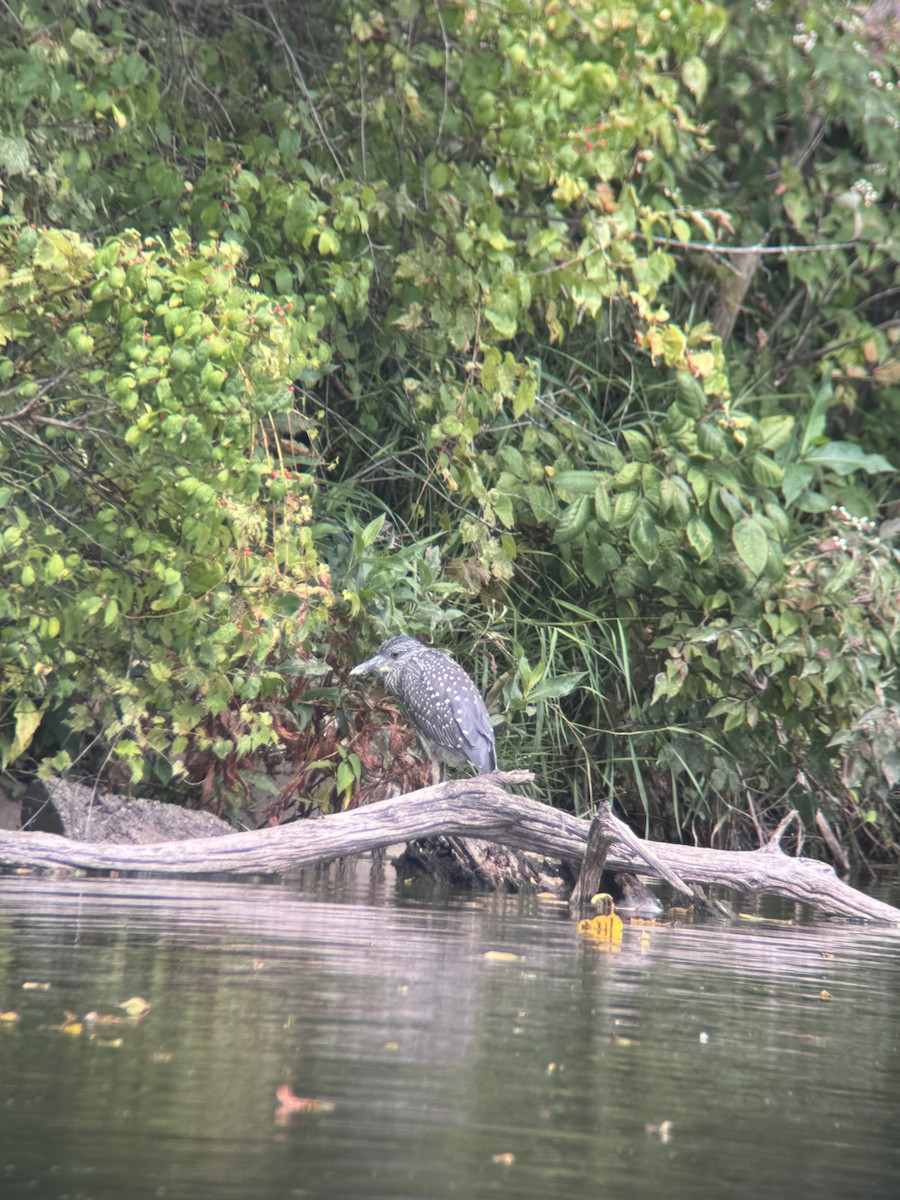 Yellow-crowned Night Heron - ML623204313