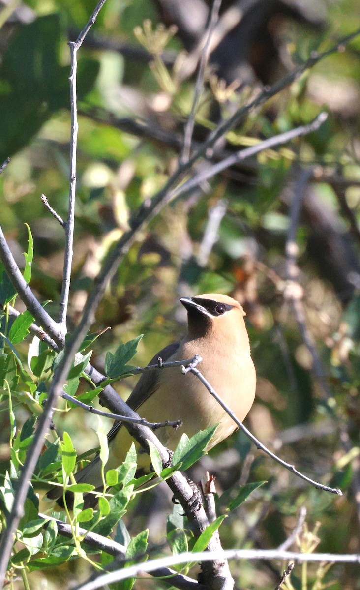 Cedar Waxwing - Susan Hovde