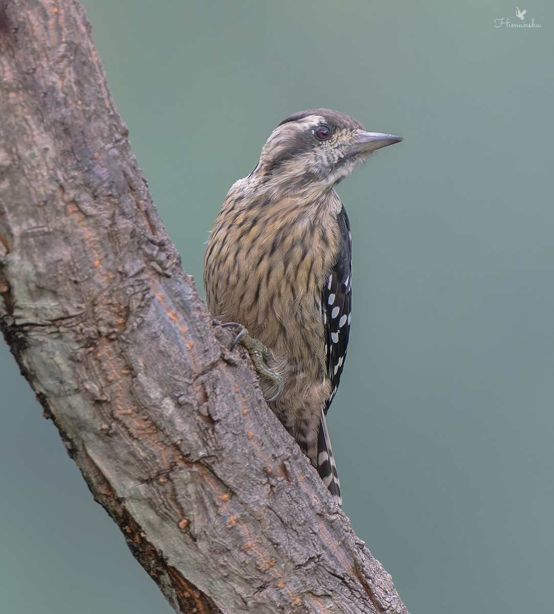 Gray-capped Pygmy Woodpecker - ML623204320