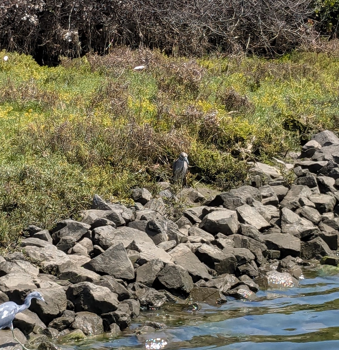 Yellow-crowned Night Heron - ML623204429