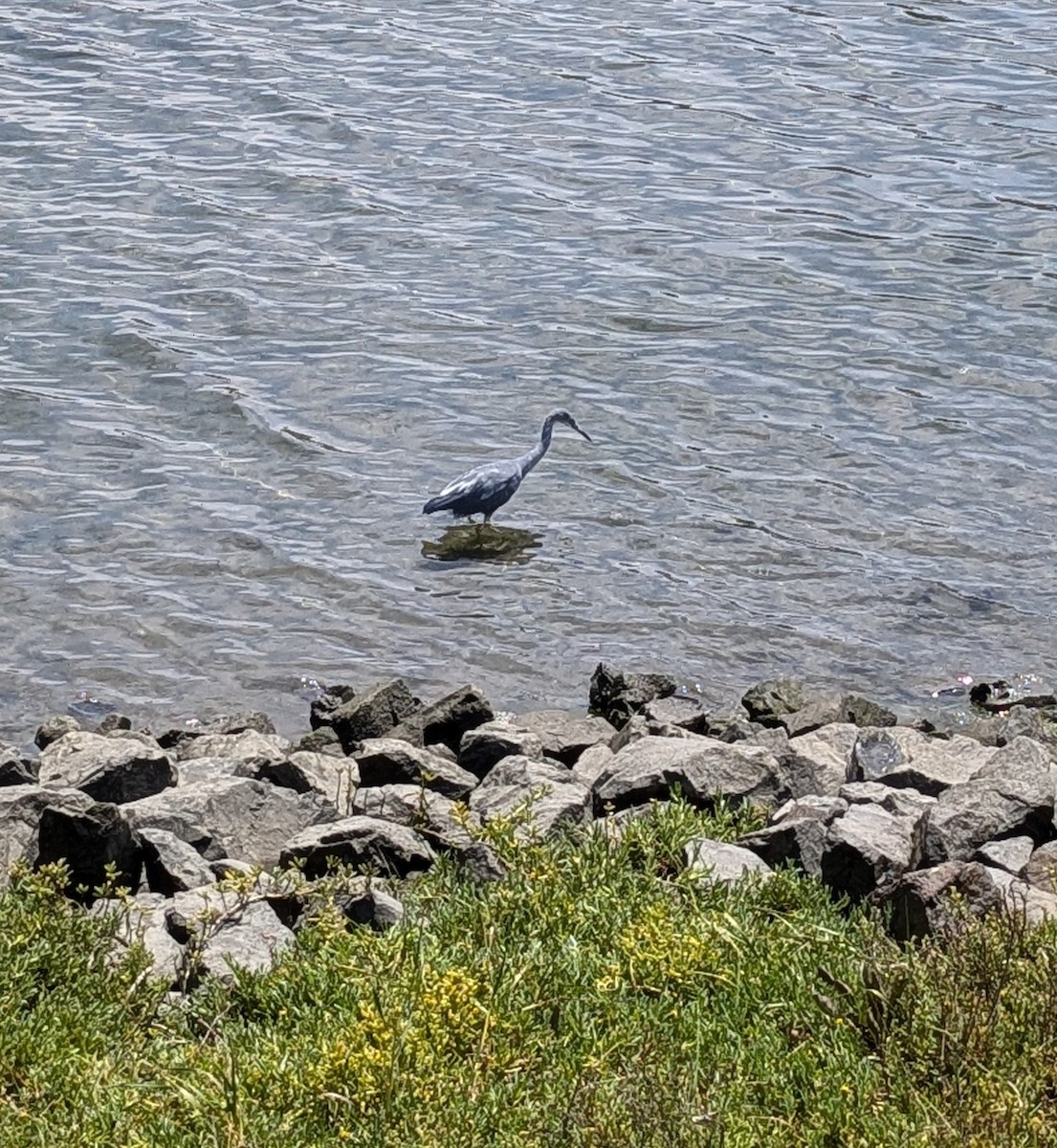 Little Blue Heron - ML623204441