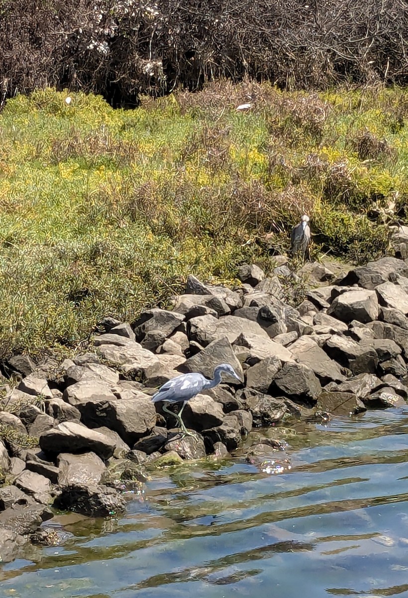 Little Blue Heron - ML623204442