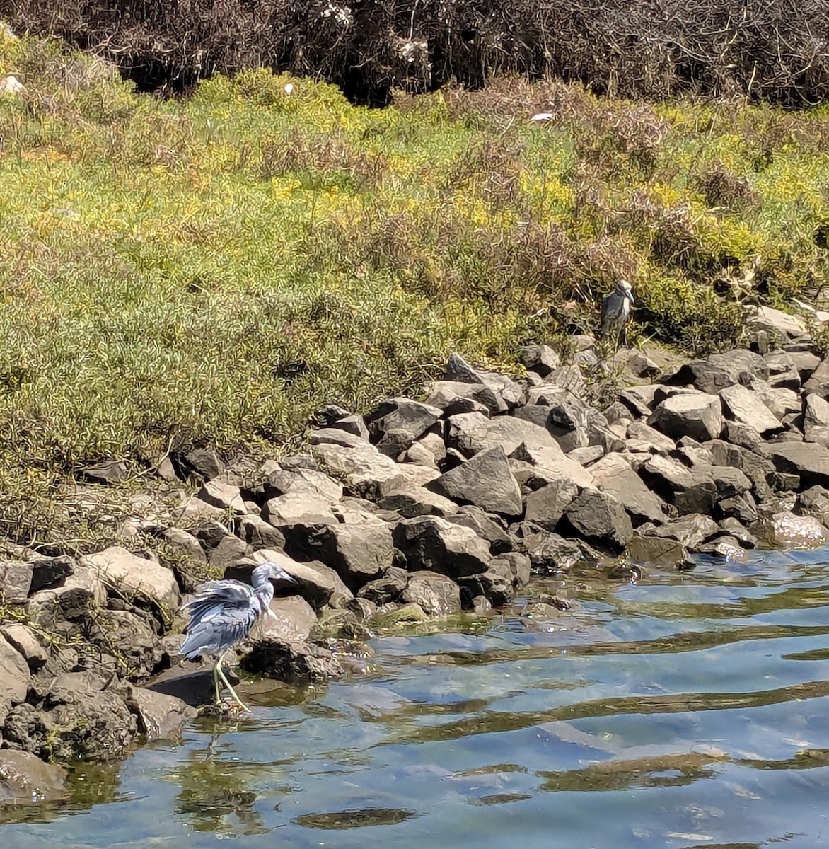 Little Blue Heron - ML623204443