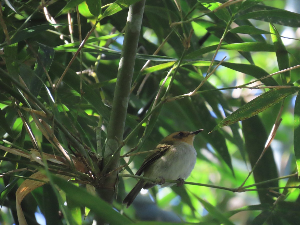 Ochre-faced Tody-Flycatcher - ML623204451