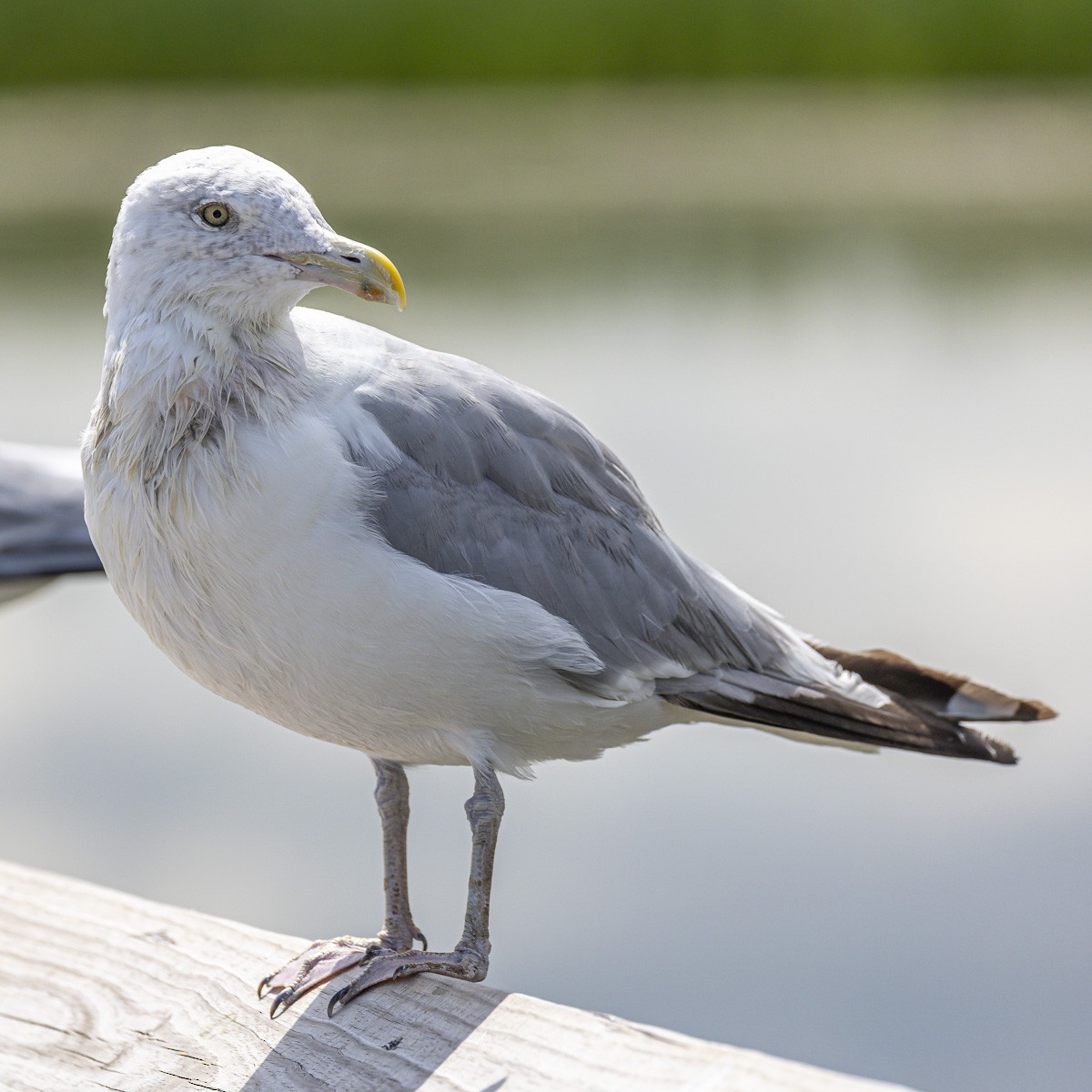 Herring Gull (American) - ML623204481