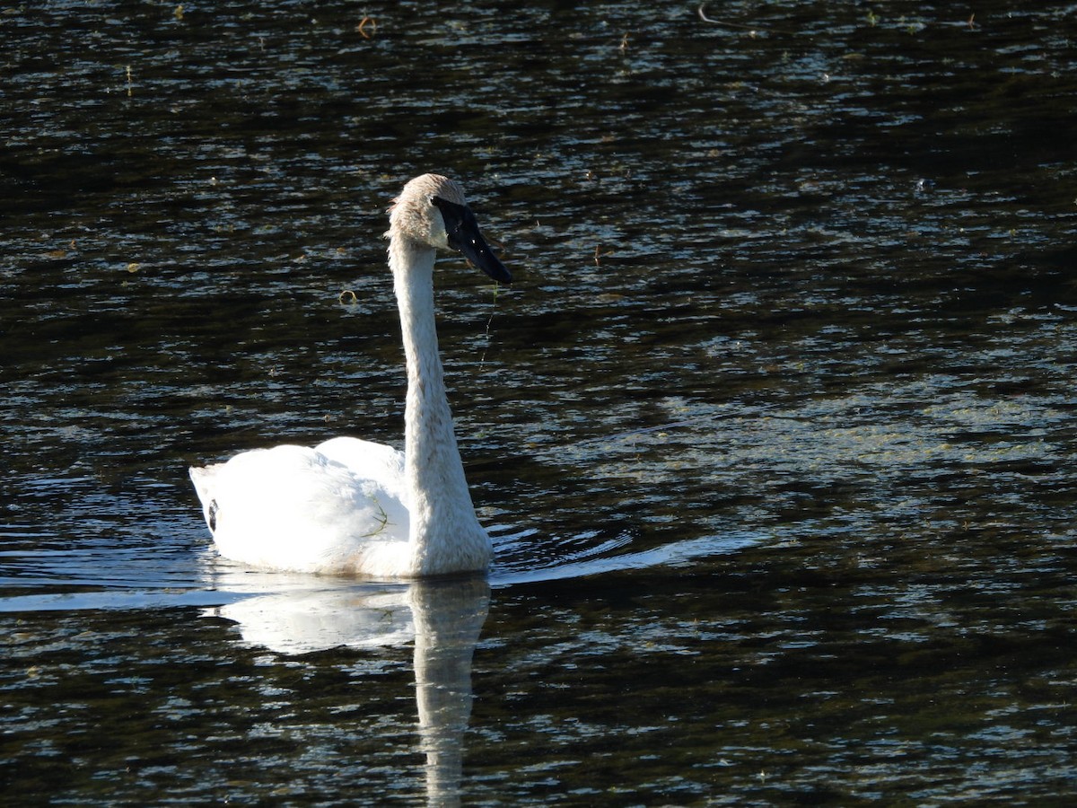 Trumpeter Swan - ML623204482