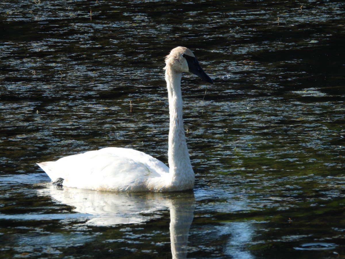 Trumpeter Swan - ML623204483