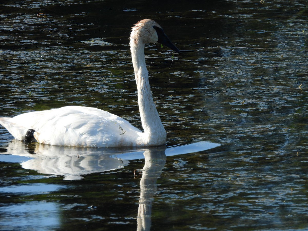 Trumpeter Swan - ML623204484