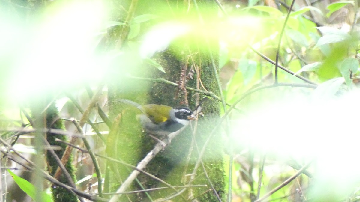 Orange-billed Sparrow - ML623204485