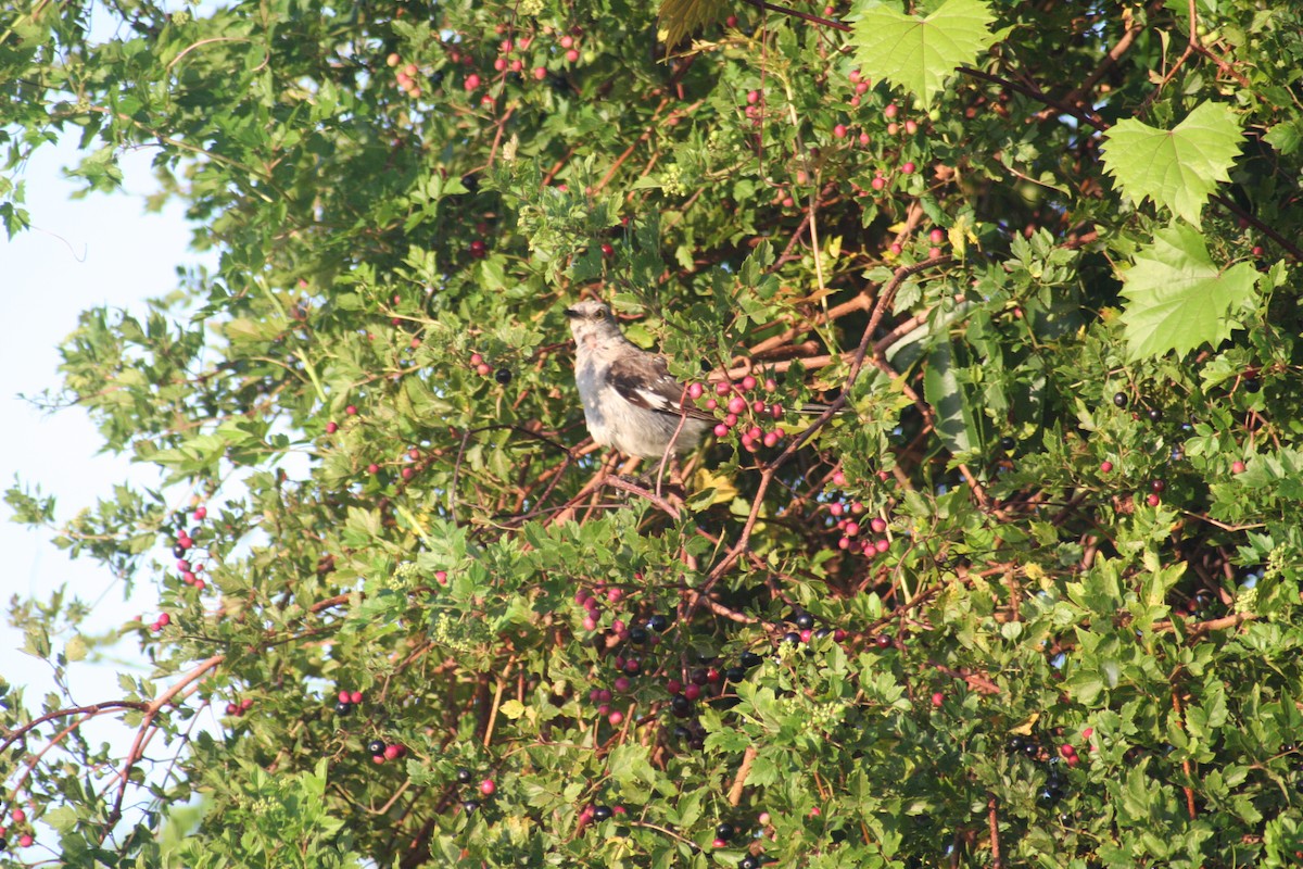 Northern Mockingbird - ML623204489