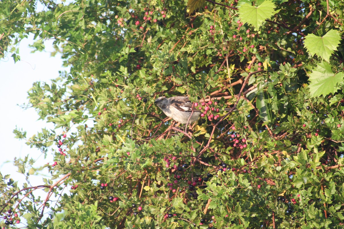 Northern Mockingbird - ML623204490