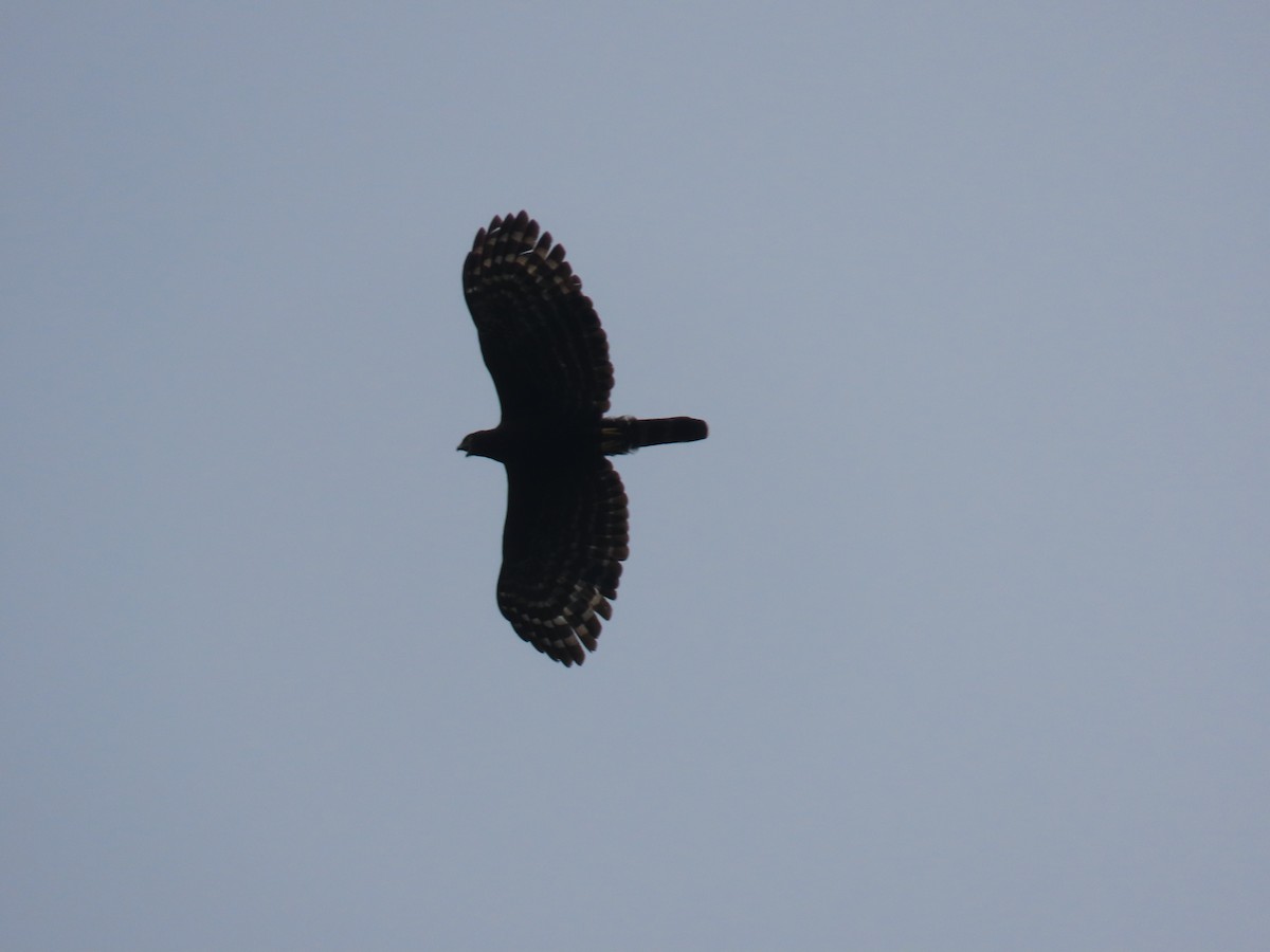 Águila Negra - ML623204499