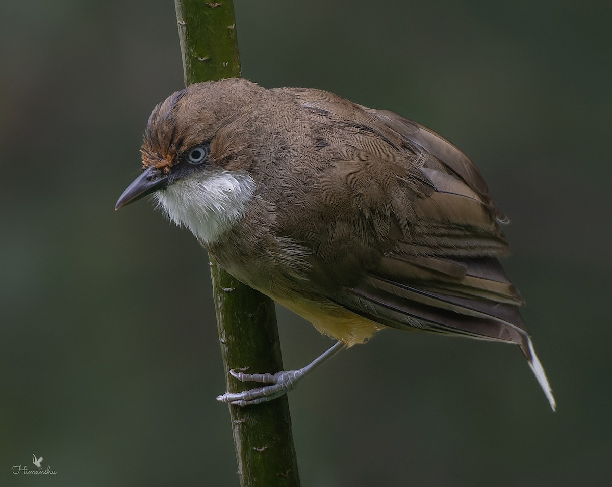 White-throated Laughingthrush - ML623204501