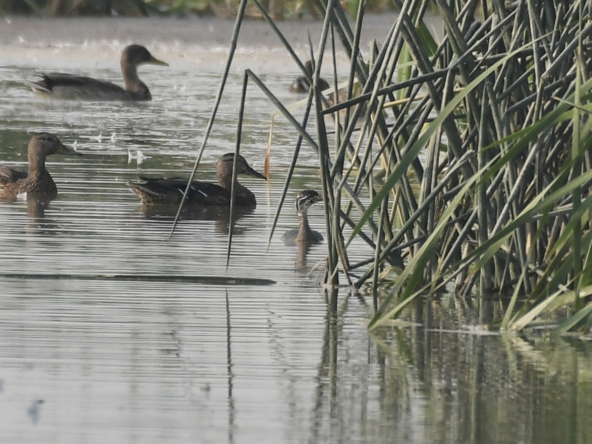 Pied-billed Grebe - ML623204516