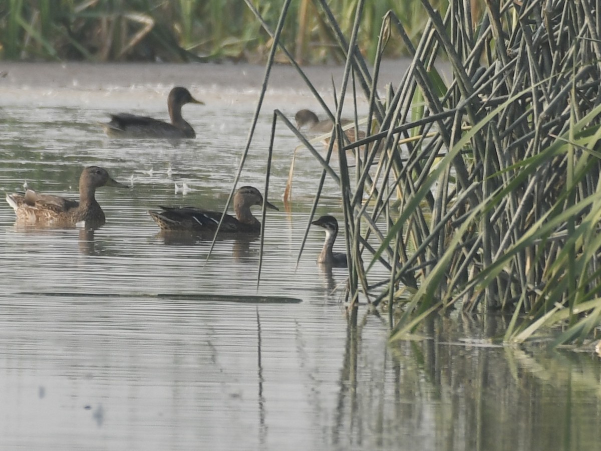 Pied-billed Grebe - ML623204517