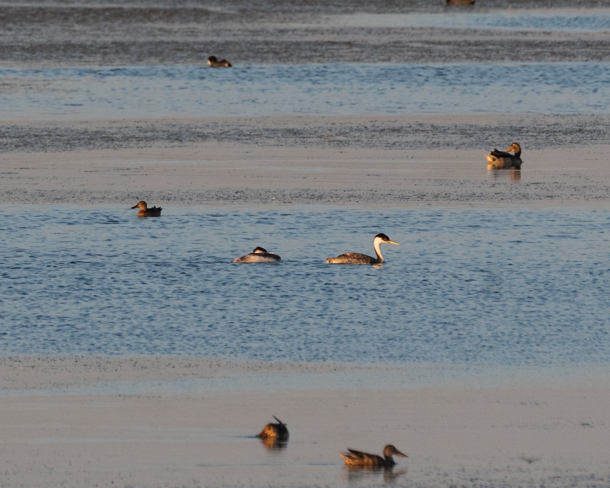 Western Grebe - ML623204522