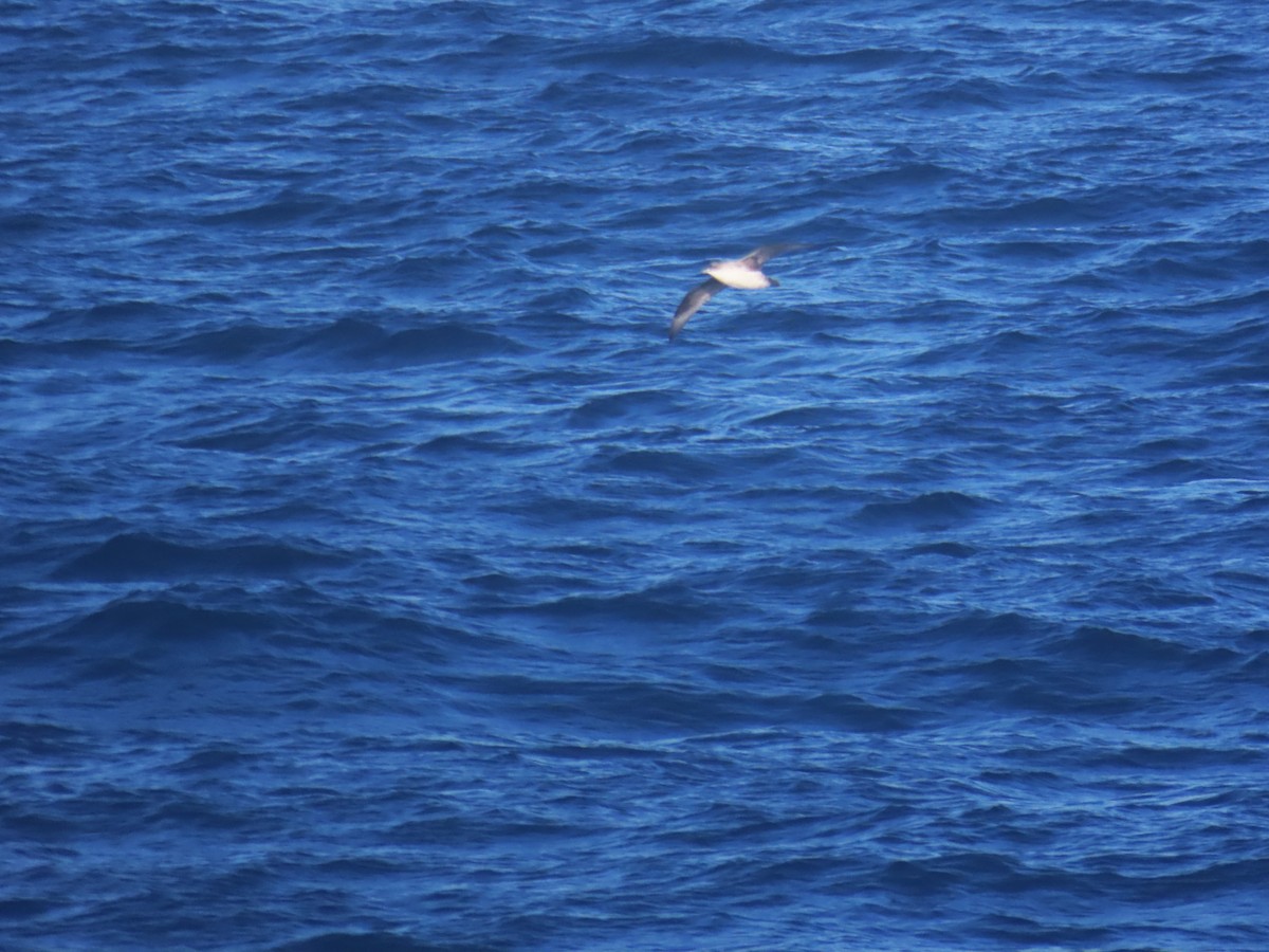 Gray Petrel - ML623204546