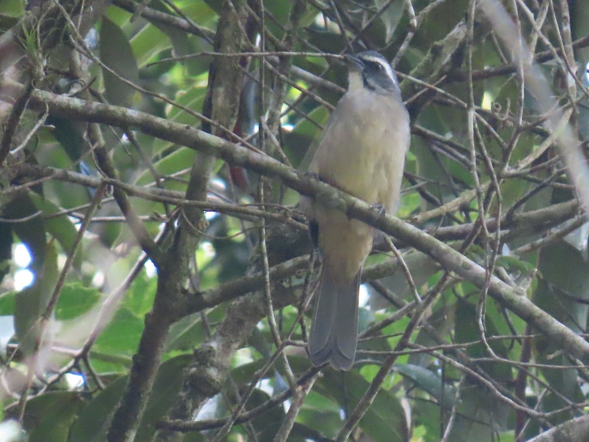 Green-winged Saltator - Matt Alexander