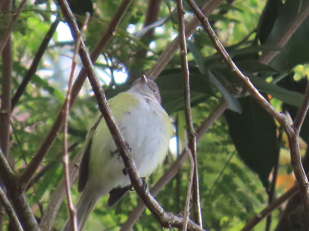 Gray-capped Tyrannulet - ML623204615