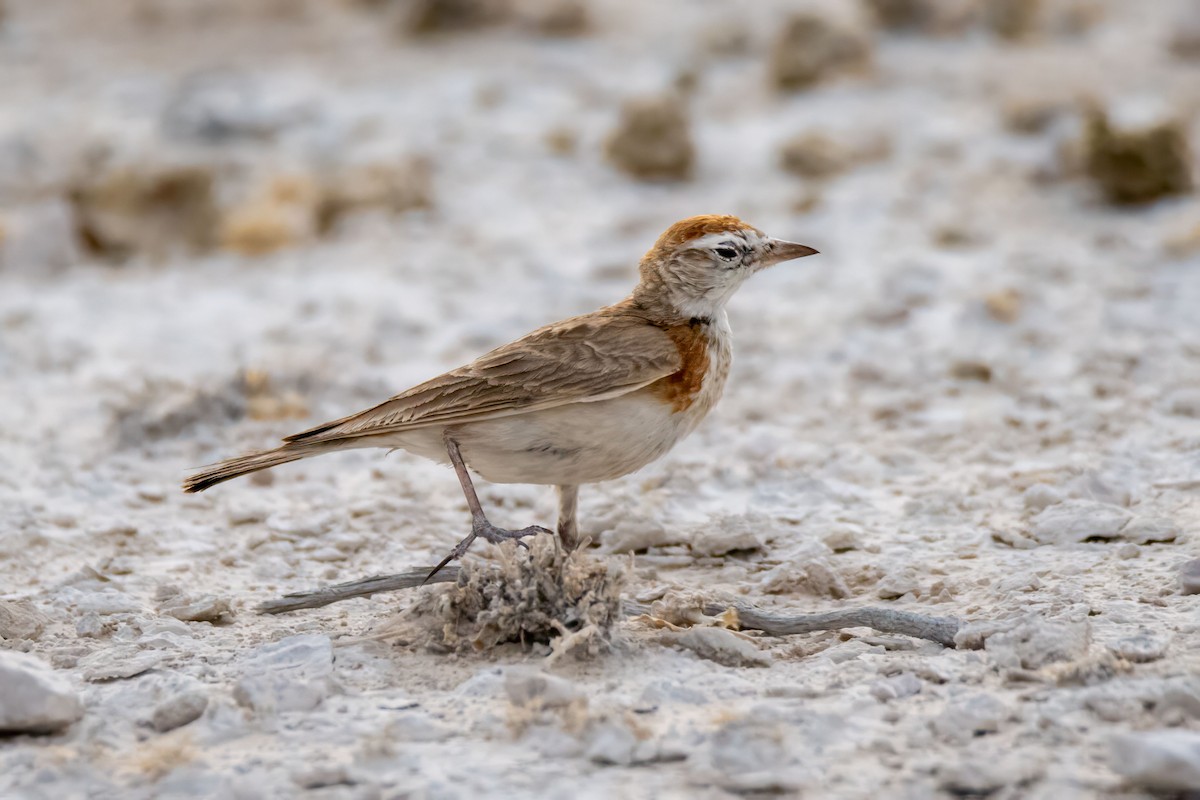 Red-capped Lark - Rick Bowers