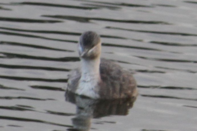 Australasian Grebe - ML623204794