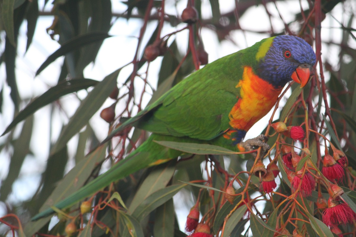 Rainbow Lorikeet - ML623204803