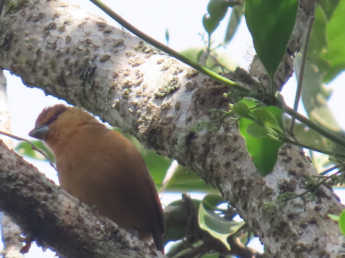 Brown Tanager - ML623204844