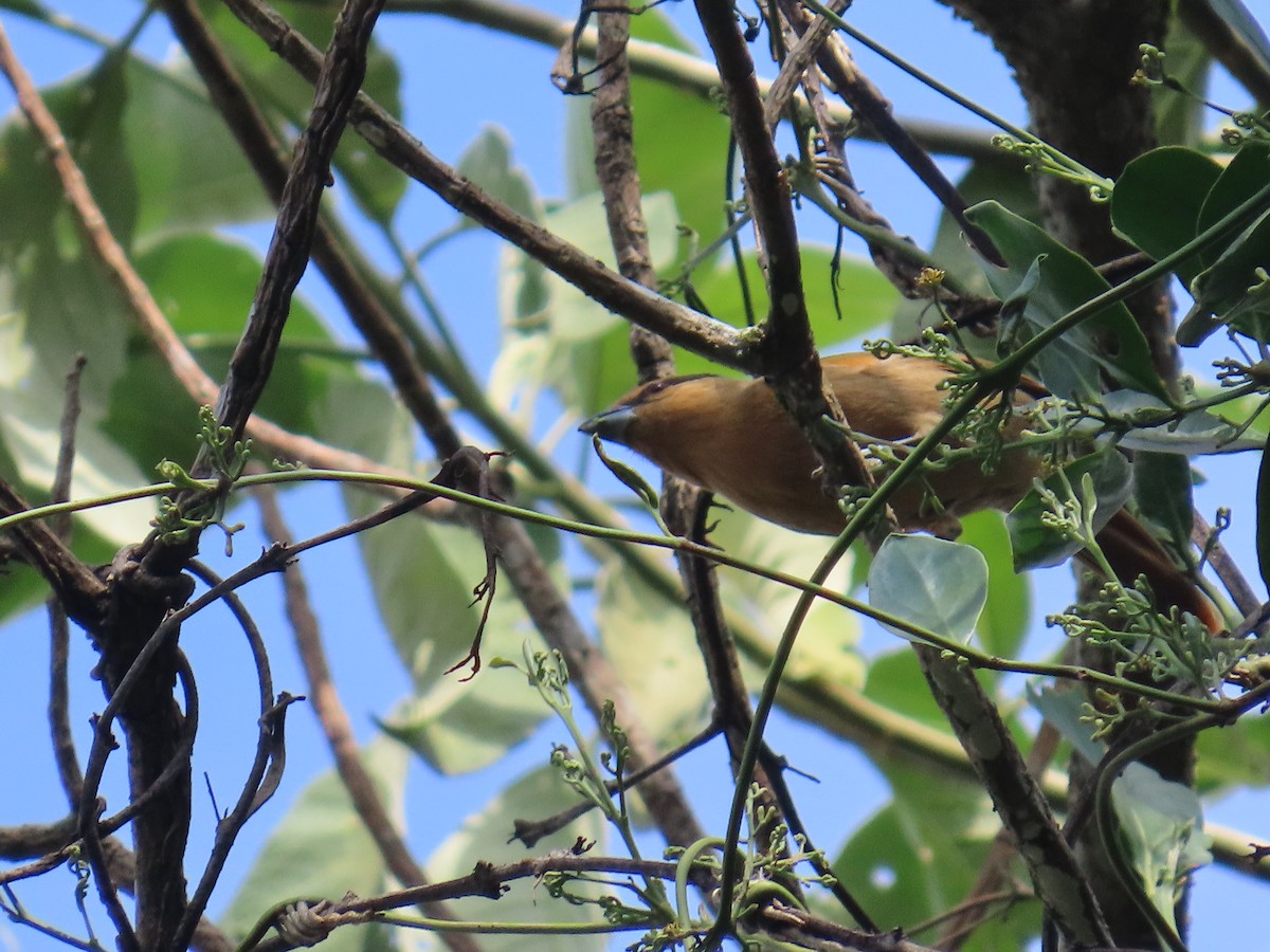 Brown Tanager - Matt Alexander