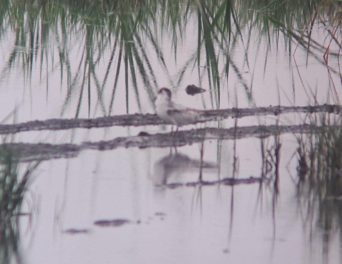 White-winged Tern - Luis Albero