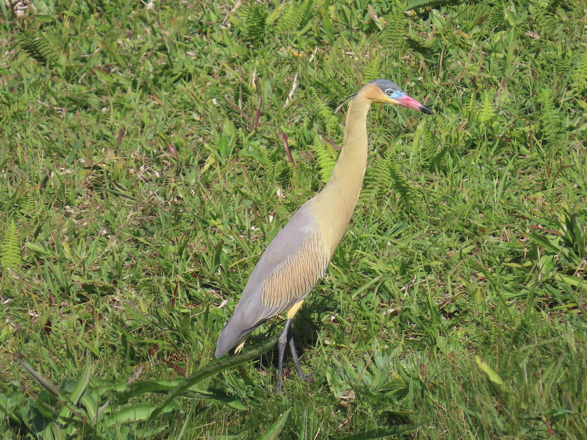 Whistling Heron - ML623204895