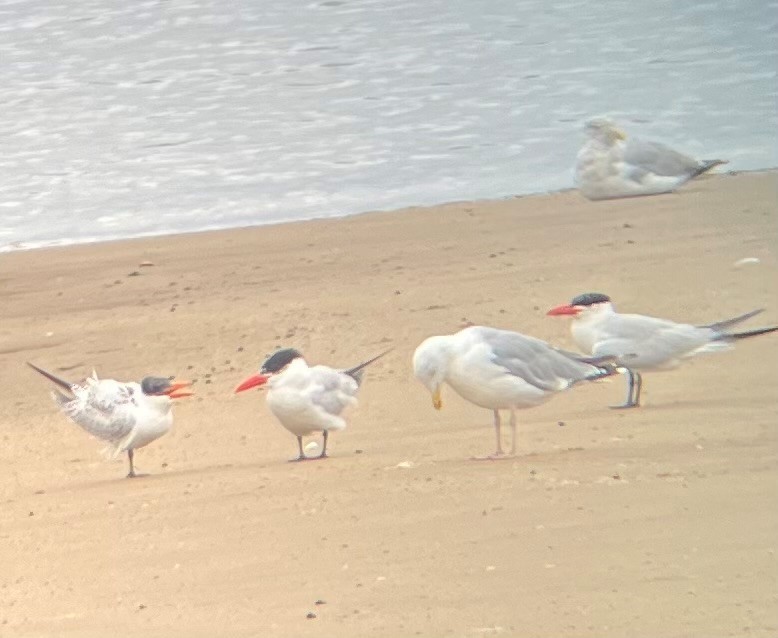 Caspian Tern - ML623204897