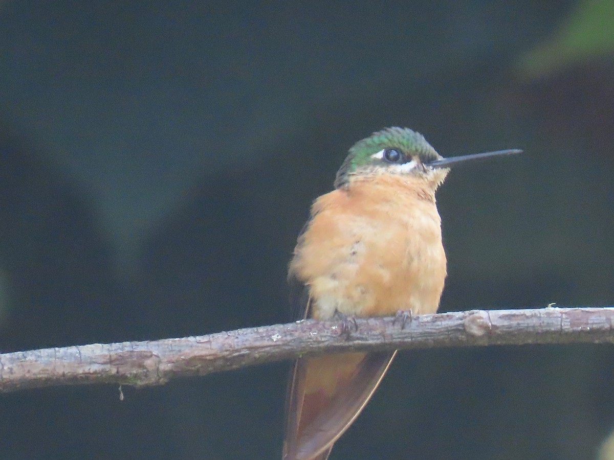 Colibrí Colirrojo - ML623204910