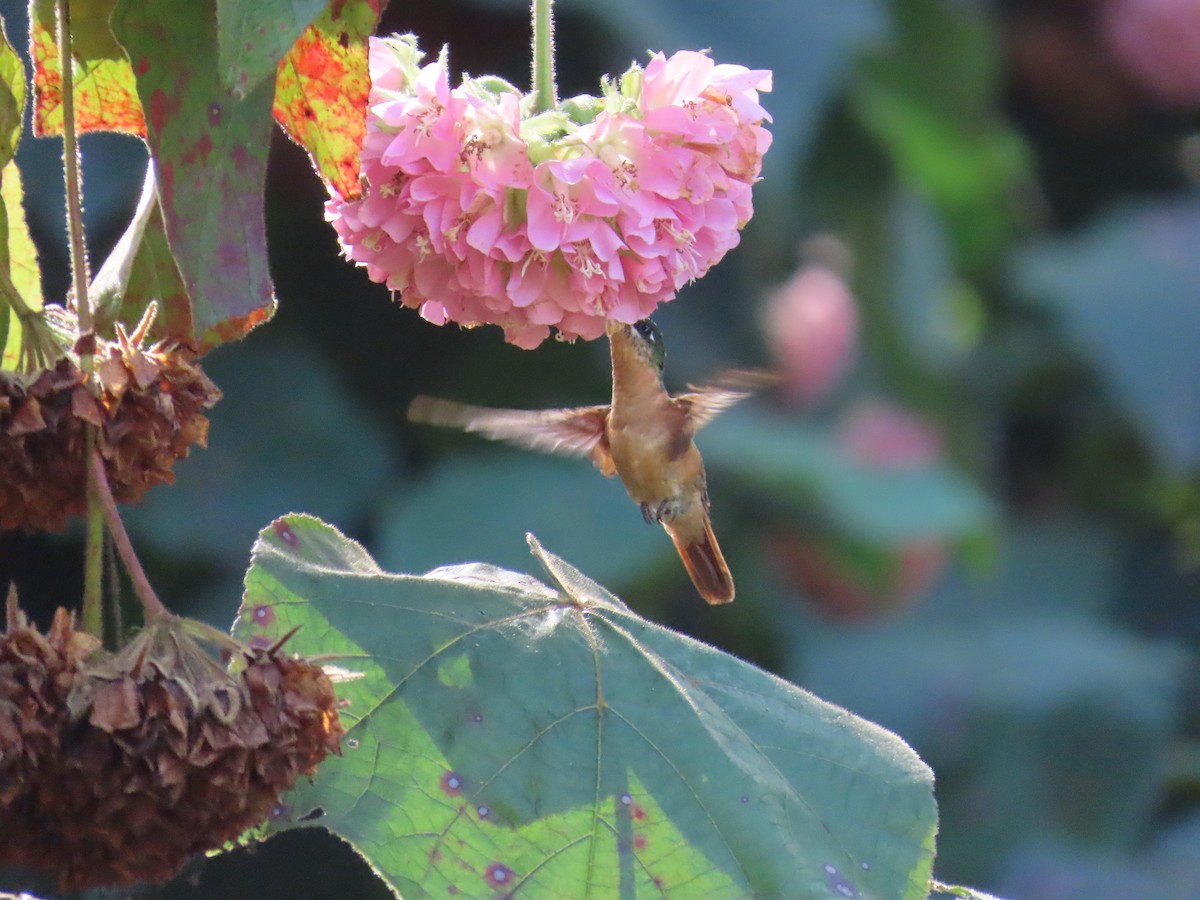 Colibrí Colirrojo - ML623204911