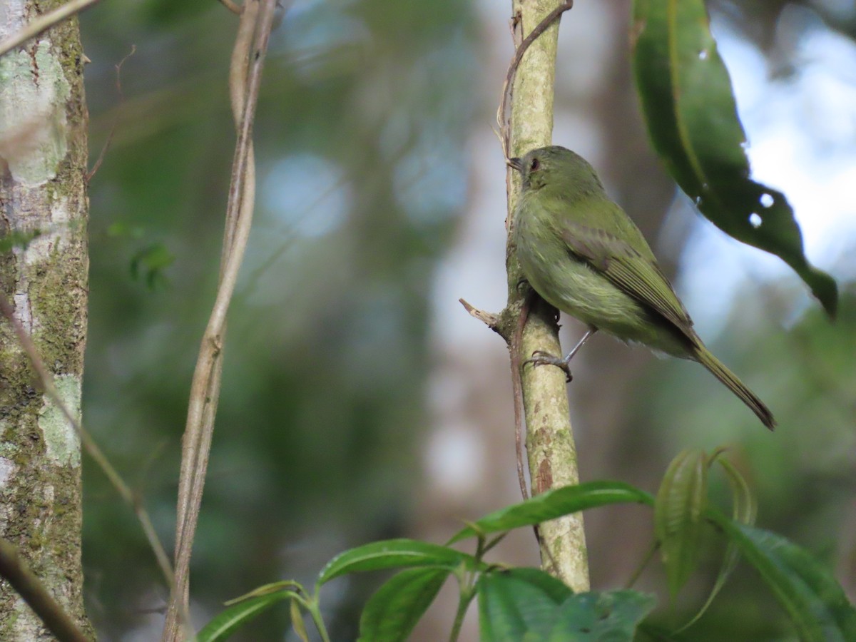 Serra do Mar Tyrant-Manakin - ML623204943