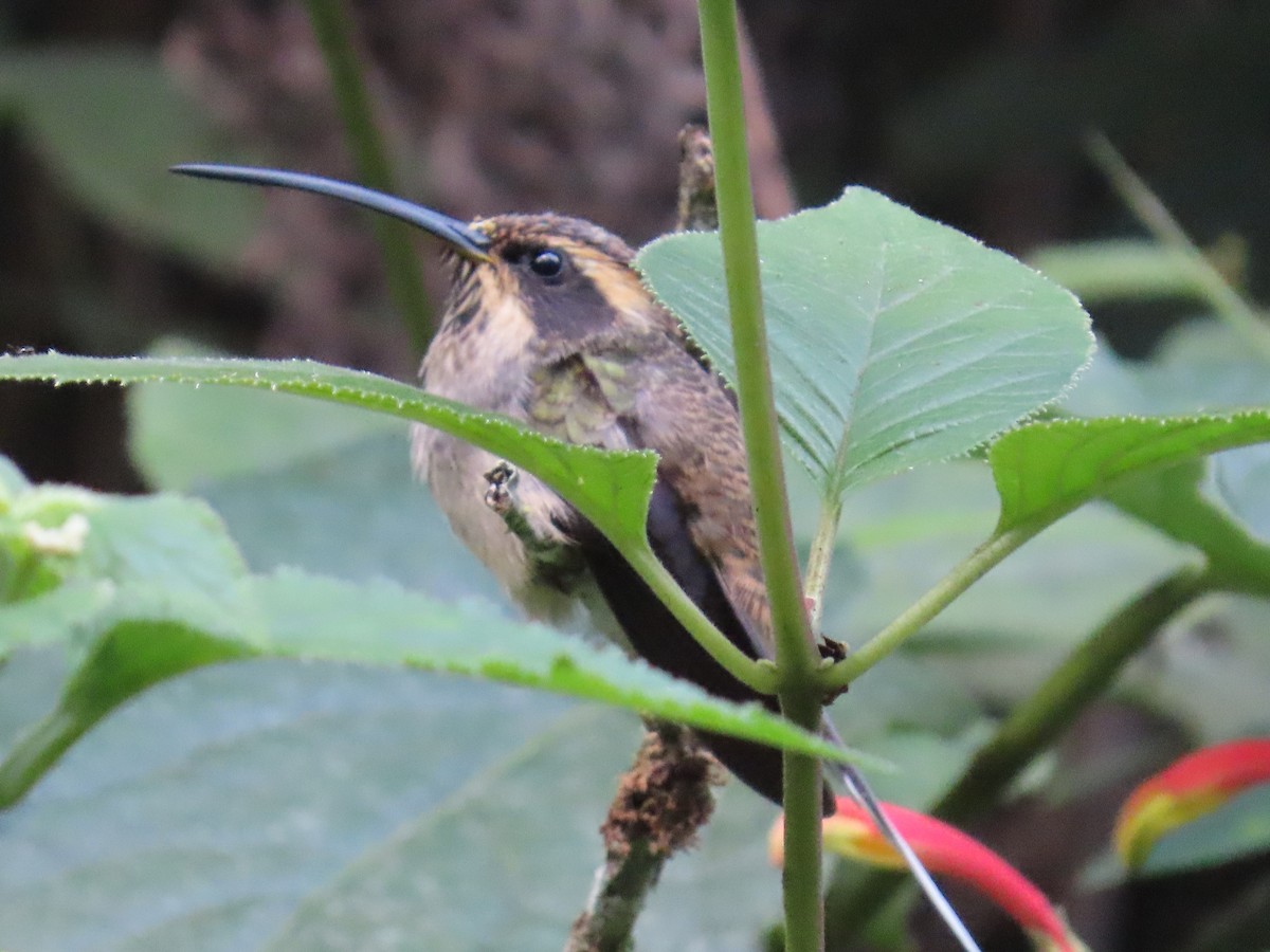 Scale-throated Hermit - ML623205042