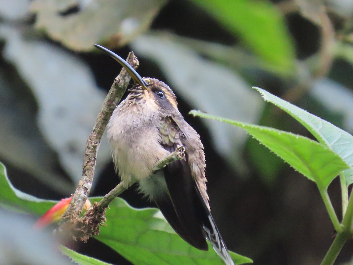 Scale-throated Hermit - ML623205043