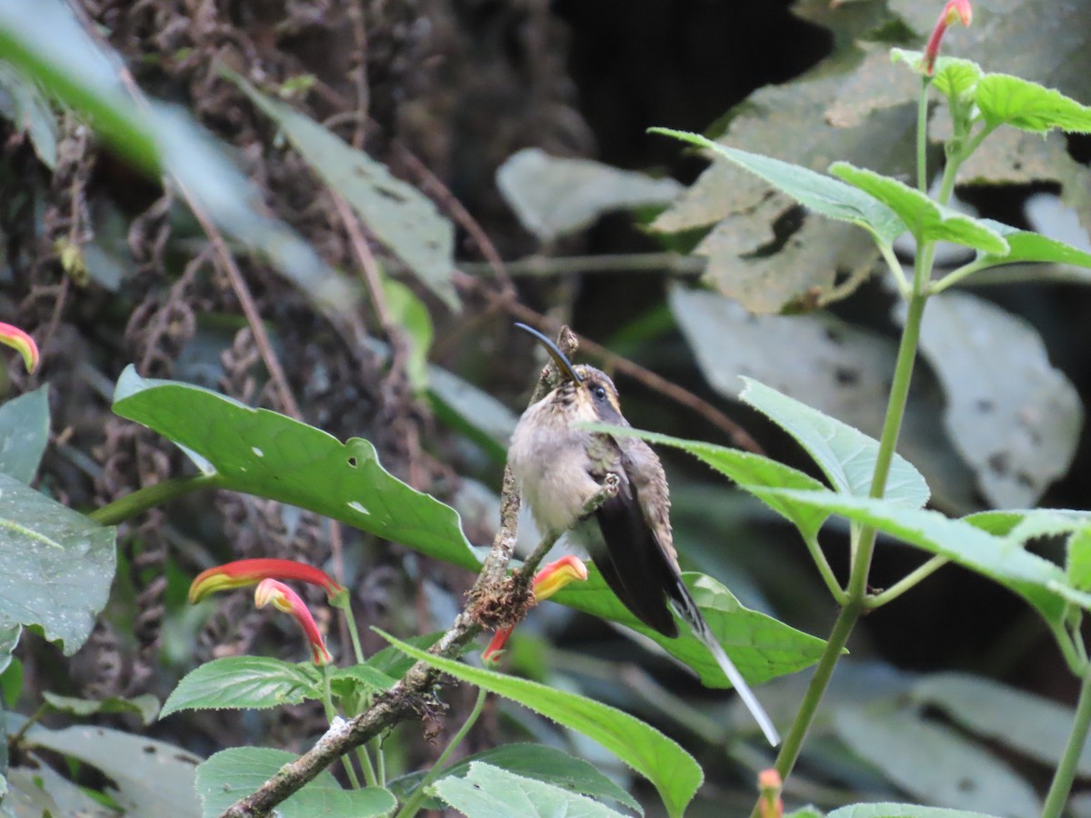 Scale-throated Hermit - ML623205044