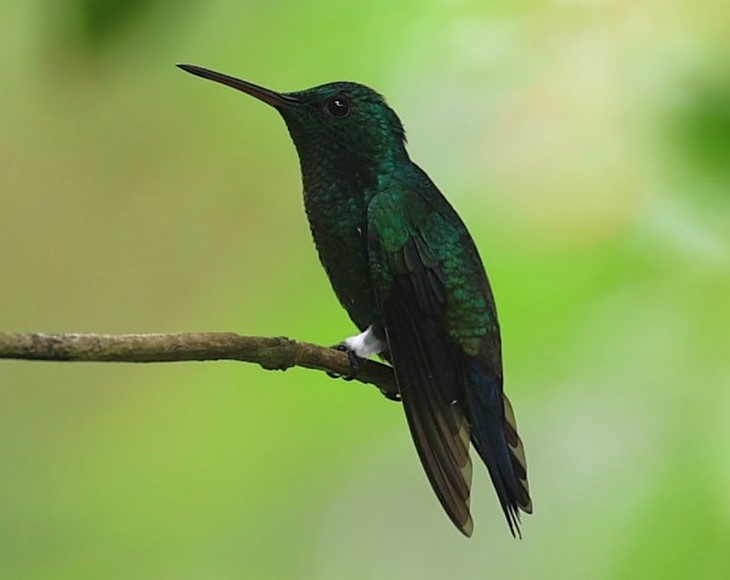 Red-billed Emerald - ML623205069