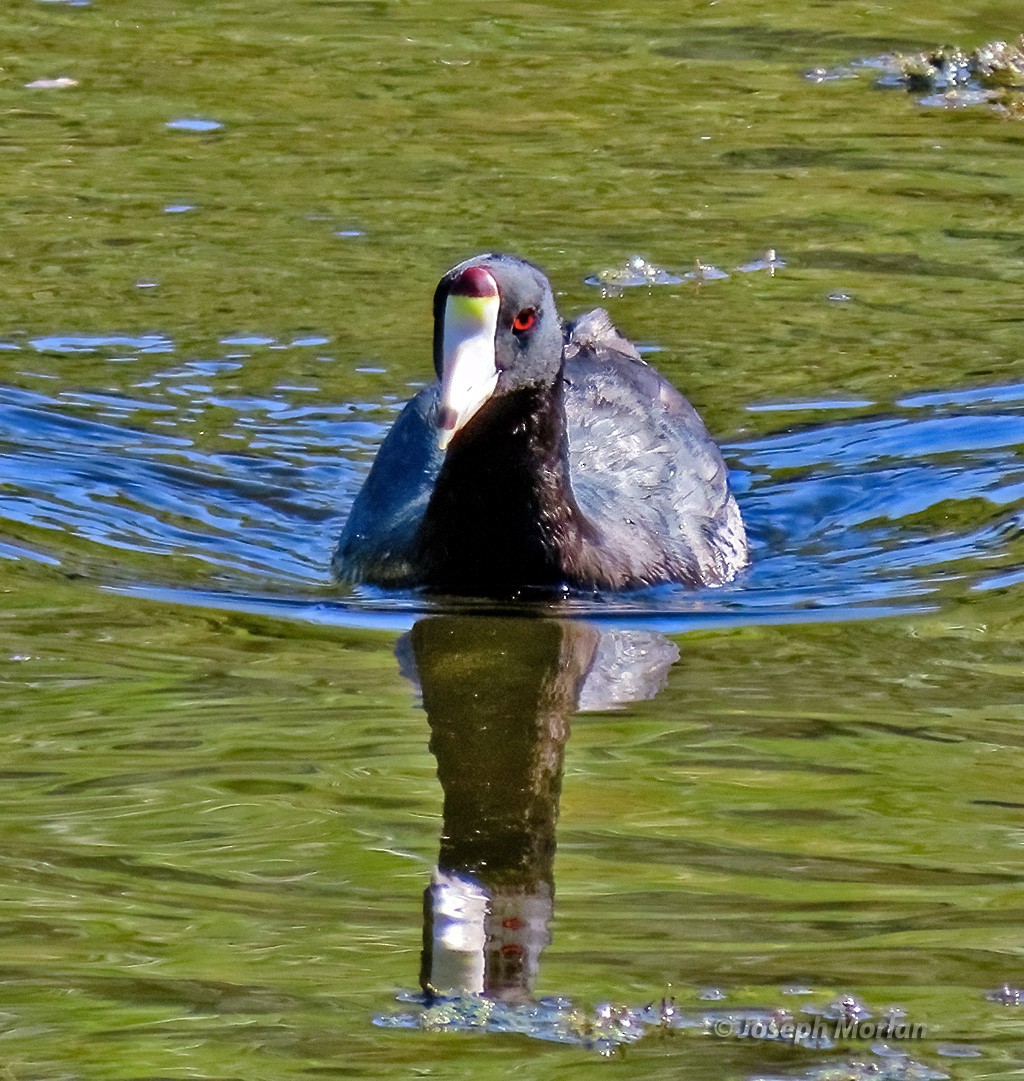 American Coot - ML623205114