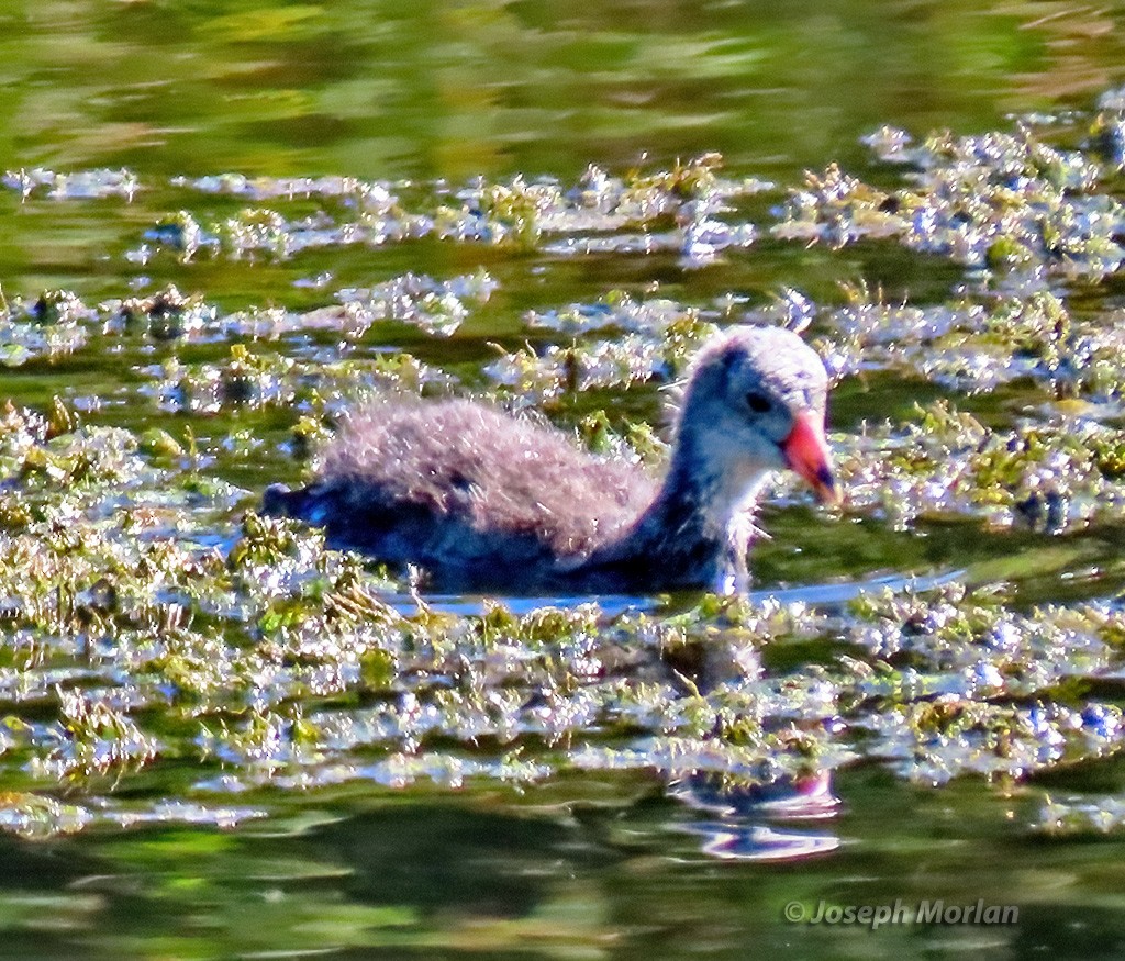 American Coot - ML623205115